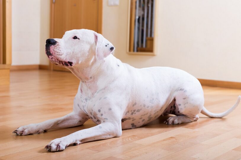 dog